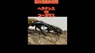 ［世界最強虫決定戦］コーカサスオオカブトVSヘラクレスオオカブト　［怪物バトル］ #shortvideo #asmr