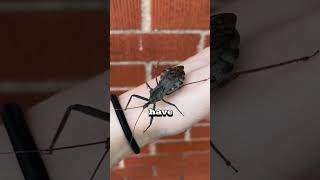 This insect is an ASSASSIN! 😱