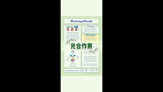 生物基础知识点之植物的光合作用 | An Intro to Photosynthesis - 中英双语科普