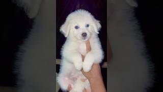 Cute Assam White colour puppy 6001510852