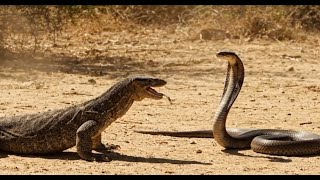 Shocking Snake Attacks Komodo Dragon – Caught on Camera! 😱