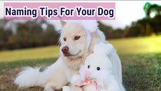 Tips for Naming Dogs🐾 |