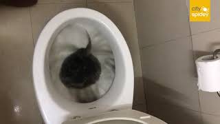 WATCH: Jaypee Wishtown residents get untreated black coloured water supply