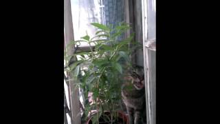 Angel 吃檸檬馬鞭草 Lemon verbena