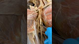 Look At How Many Nerves There Are…