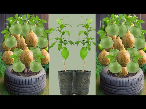 I Used TOMATO Power to Grow a Bael Tree in 15 Days🍏🌿টমেটোর সাহায্যে বেল গাছের ডাল থেকে চারা তৈরি
