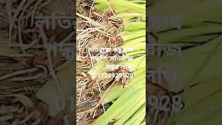 লতিরাজ কচু চাষ পদ্ধতি, লতিরাজ কচুর লতি, #লতিরাজ #লতি #lotikachu