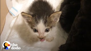 Couple Takes In Two Orphaned Kittens Who Turn Their House Upside Down | The Dodo