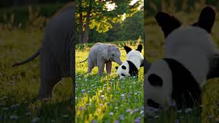 Cute Baby Elephant & Panda Play 🐘🐼💖  #shortvideo #babyelephant #pandacub