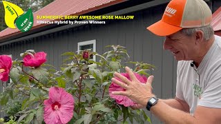 SUMMERIFIC BERRY AWESOME ROSE MALLOW | Hibiscus Hybrid by Proven Winners