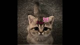 These lyrics 😭 (the text took forever) #sadedits #edit #cutecats #sadcat #cat #kitty