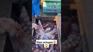 Giant octupos #amazingtv #octupos #bigoctupos #fishing #hardworkers