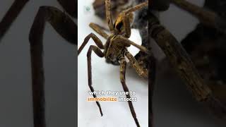 "Without a Web: Life of the Wandering Spider"🕷️🕸️ #short #shortvideo #viralvideo #trending #foryou