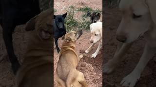 #dog #dogfunny #happydoglife Dogs play together! Although it is strange, it is very friendly