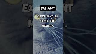 Cats have an excellent memory. #cats #cutecats #kitties #catfacts #coolfacts #petfacts