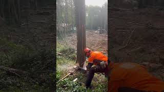 #forestry today 👍🪓🌲💪☕️ #treeworker #chainsawstihl #training #arboristing #treefelling #chainsaw