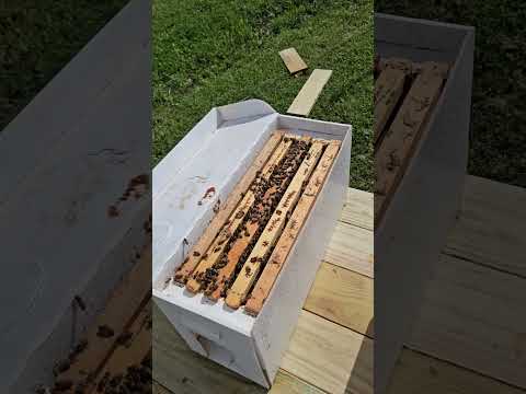 Bee unboxing day! Part 1.