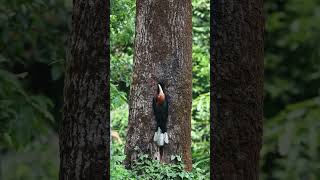 Rufous-necked hornbill, male feeding the female.