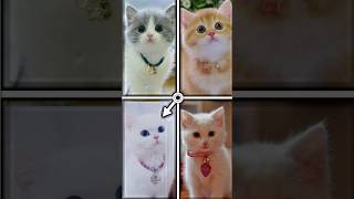 Kucing imut ❤️🐱❤️ #kucinglucu #shorts #catstyle #cat #kucing #kucingimut #kucinglucu #catlover