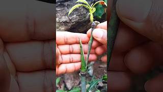 Whip & tounge grafting ✔ technique 🥭 #satisfying #nature #garden #shorts