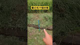 名人もやっている髪の毛でのイノシシ対策。#猪対策 #イノシシ対策 #獣害 #イノシシ #猪 #髪の毛
