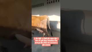 🌹Top jersey Cow in Punjab  biggest milk and top under quality and top breed #viral #cowforsale 🌹👑🎖️