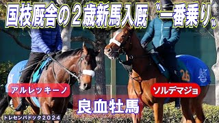 〝一番乗り〟国枝厩舎に注目２歳入厩！良血牡馬《アルレッキーノ》＆《ソルデマジョ←サイラから変更》がこの子達！　【2024年2歳新馬】　トレセンパドックPOG24-25