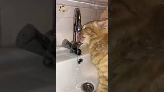 小貓咪喝水的慢動作撥放;貓咪喝水看起來很好喝【小果苗】 Slow motion of cats drinking water; cats look good when they drink water