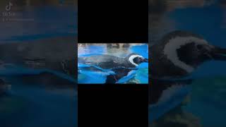 近距離企鵝游#shorts #penguin #zoo #親子 #xpark #taiwan