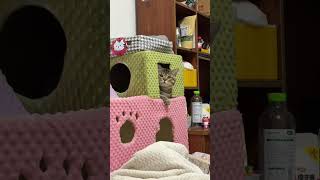 小七眼里的探索欲～咪咪比较佛系！
