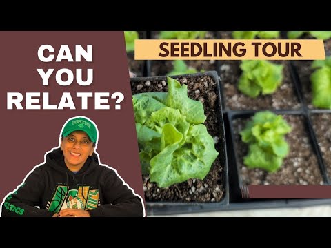 February Seedling Grow Room Tour | Gardening Tips & Words of Wisdom || Budget Gardening