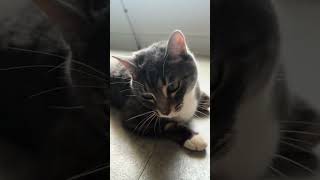 View the AI chatbot app and go download AI app#youtubeshorts #shortsvideo #cat #shorts#shortsviral