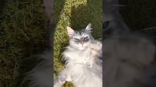 Just a little worm 🐛 #catlover #cats #cute #maincoon #catoftheday #pets #ilovemycat