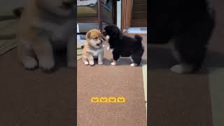 Shiba Inu puppies in an angry mood 🥰🥰🥰 😂#doglover #puppy #pets #shibadog #labrador #goldenretriever
