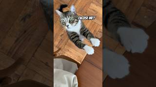 When a #cat is polite 😺 #shorts #cutecat #ilovemycat