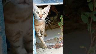 Cat #shorts #viralvideo #short #cat #cute #viral #shortsvideo #short #viralreels #vairal #varshakvd