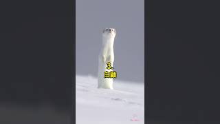五種 芬蘭的動物 🤯 #科普 #知識 #動物 #tiktokanimals