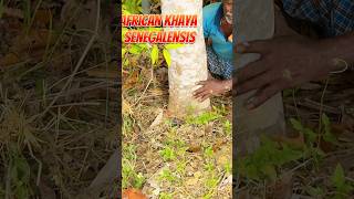 பிரம்மாண்டம் ..💥💥அசுர வேகம்🕺African khaya senegalensis plant 🌱 Ganesh nursery 9943259955