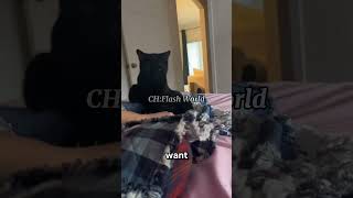Why Your Cat Hates Being Held (Sometimes)!#CatCuddles#YouTubeShorts#Shorts#PetAdvice#AnimalBehavior