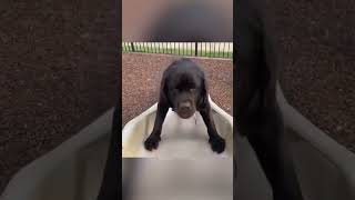 dogs being cute part 289 #cutegolden #funny #funnypets #pets #funnyanimals #lovegoldens #petvideos