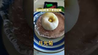 #和菓子 #和果子 捏到爆炸🤯