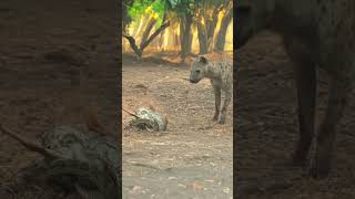 Aggressive Hyena Steals Antelope Prey From Constricting Python  #animals #predatorvsprey #wildlife