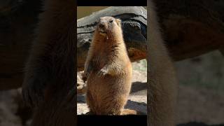 This is Bobak Marmot l #facts #shorts #viralshorts #animals #factdastan #factmania