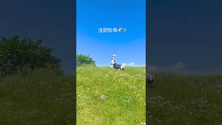 【癒し🌿森の暮らし】#shorts  #犬のいる暮らし #vlog   ‐wanlife- 😊🐶🐶🐶🏡🌳