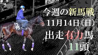【新馬戦】友道厩舎のソウルスターリング全妹など名門から期待馬登場！11月14日(日)の新馬戦に出走予定の有力2歳馬を11頭紹介します！【pog21-22】