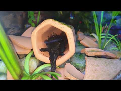 Mr BN Pleco with his 3rd clutch in 6 weeks.