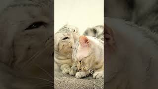 Top 10 Fascinating Facts About Cats | Must-Know Cat Trivia! #cats #cattrivia #amazingcats