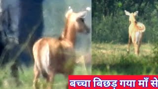 How the baby Nilgai feel after separate to mother ? #techearth,💐💐