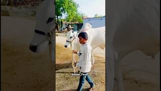 #topquality #beautiful #ongole #bull #nawabfarms #hyderabad #animallovers #shortsfeed #explorepage