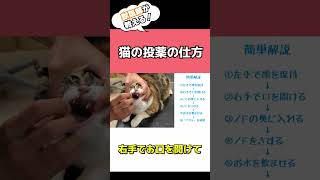 宮田動物病院【猫の投薬】#shorts #切り抜き